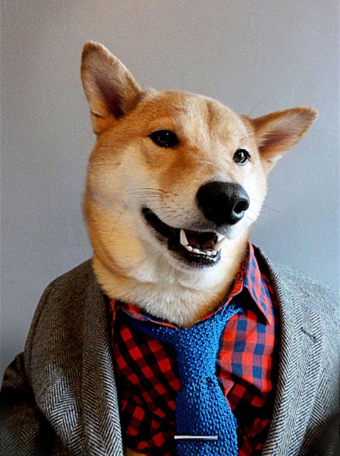 dog dressed01