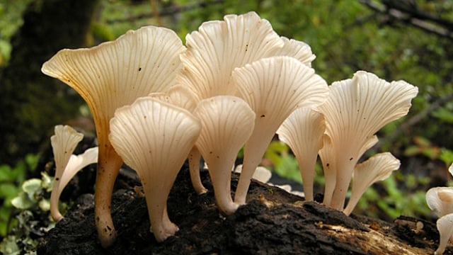 li-trogia_venenata_mushroom-620