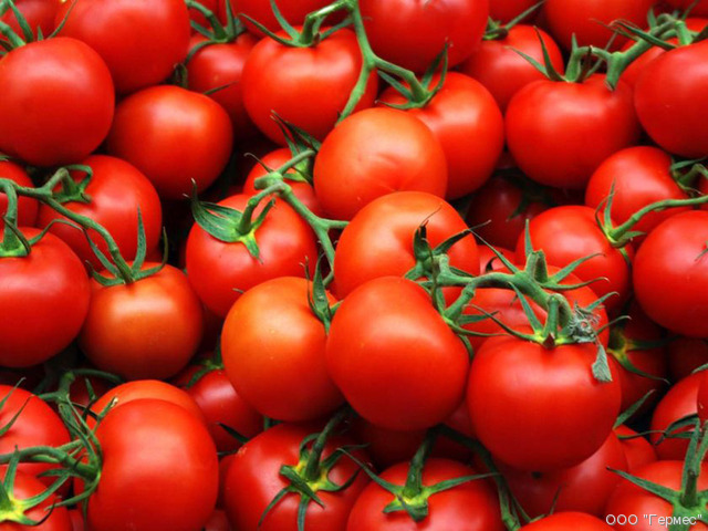 medium_pomidor