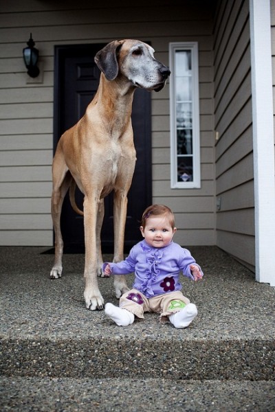 7172060-R3L8T8D-650-cute-big-dogs-and-babies-35