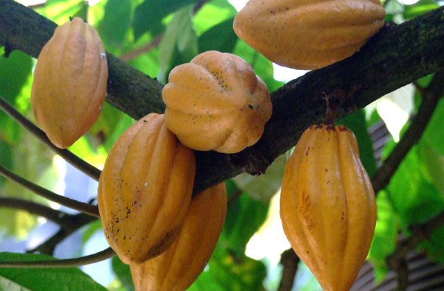 Theobroma cacao (3)
