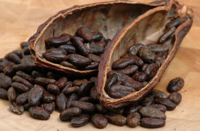 Theobroma cacao (4)