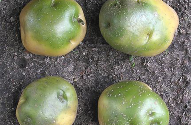 431px-Aardappel_groene_knollen_(Solanum_tuberosum)