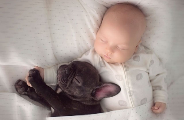 452060-R3L8T8D-650-baby-dog-friendship-french-bulldog-ivette-ivens-3_640x426