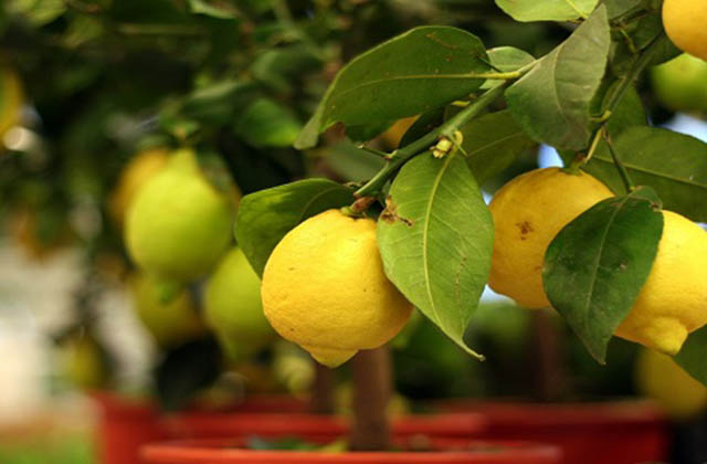 grow-your-own-lemon-tree