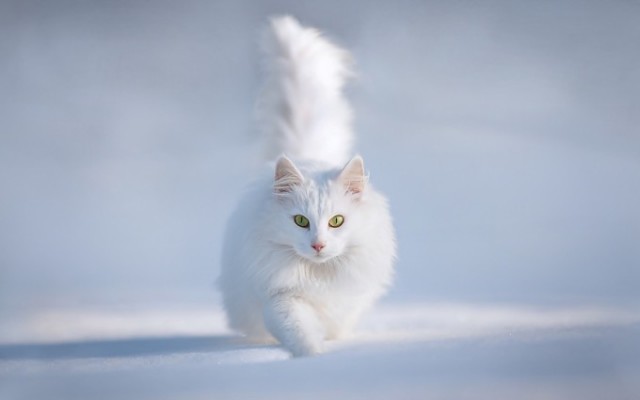 Cute-White-Persian-Cat-In-Snow-Desktop-Wallpaper-680x425-копия