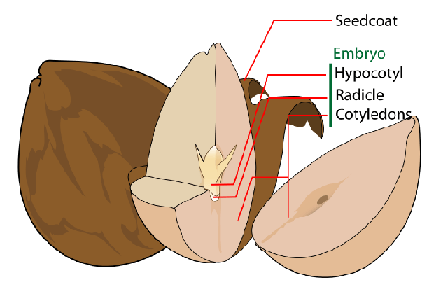 Avokado