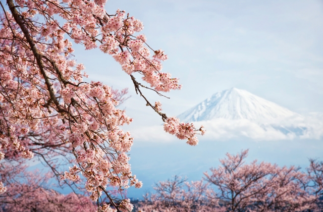 Ճապոնիայում ծաղկել են սակուրաները. գարնան սպասումով լցված լուսանկարներ