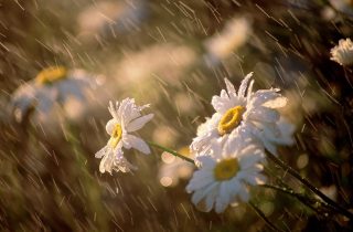 Մայիսին Լոռու մարզում թափվել է 250-270մմ անձրև, որը հավասար է Արարատյան դաշտի ողջ տարվա տեղումների քանակի նորմային