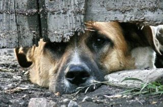 Գյումրիում ցայտաղբյուրին շան միզելու հարցի շուրջ վեճի պատճառով կատարված սպանության վարույթի նախաքննությունն ավարտվել է