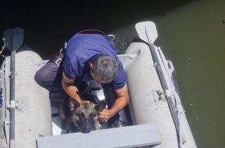 Երևանում փրկարարները շանը դուրս են բերել ջրանցքից