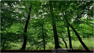 Քաղաքացին բարձրացել էր անտառ՝ իր խոշոր եղջերավոր կենդանիներին գտնելու և մոլորվել էր
