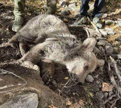 Թшկարդում արգելափակված արջի քոթոթը փրկվել և տեղափոխվել է փրկարար կենտրոն. ԲԸՏՄ Թшկարդում արգելափակված արջի քոթոթը փրկվել և տեղափոխվել է փրկարար կենտրոն. ԲԸՏՄ