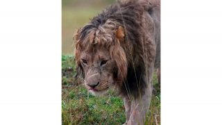 Գանգուր բաշով առյուծը դարձել է սոցիալական ցանցերի աստղ Գանգուր բաշով առյուծը դարձել է սոցիալական ցանցերի աստղ