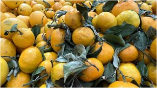 Սննդաբանը զգուշացրել է մանդարինի թաքնված վտանգների մասին Սննդաբանը զգուշացրել է մանդարինի թաքնված վտանգների մասին