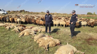 Արմավիրի մարզում 10 հազար վոլտ էլեկտրալարի կտրման պատճառով 3 եղբայրներին պատկանող ոչխարներից 36-ը հոսանքահարվել ու uատկել են Արմավիրի մարզում 10 հազար վոլտ էլեկտրալարի կտրման պատճառով 3 եղբայրներին պատկանող ոչխարներից 36-ը հոսանքահարվել ու uատկել են