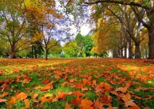 Տերևաթափից առաջացած թափոններն այրելն արգելվում է օրենքով. ԲԸՏՄ