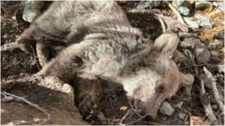 Թակարդում արգելափակված արջի քոթոթը փրկվել և տեղափոխվել է փրկարար կենտրոն