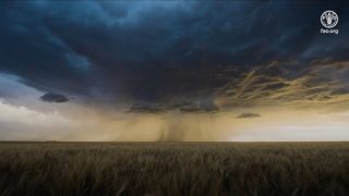 Տարերային աղետների պատճառով համաշխարհային գյուղատնտեսության տարեկան վնասը կազմում է 99 մլրդ դոլար