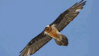 Վրացական գառնանգղը զուգընկեր է գտել Հայաստանում