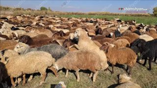 Ապարանում գողացել են 39-ամյա քաղաքացուն պատկանող 253 գլուխ ոչխարը