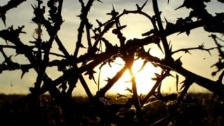 Աշխարհիկ մտահոգությունը փշապատում է հոգևոր կյանքը