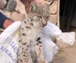 Շիրակի մարզում հայտնաբերված լուսանը տեղափոխվել է Երևանի համապատասխան կենտրոն