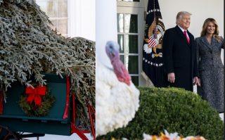 Թրամփը Գոհաբանության շաբաթը սկսում է հնդկահավերին ներում շնորհելով և տոնածառի դիմավորմամբ