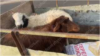 Շիրակում «Mercedes»-ը բախվել է ճանապարհի երթևեկելի հատվածում հայտնված ոչխարի հոտին