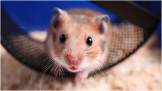 Գիտնականները պարզել են, թե որ ընտանի կենդանիներն են նվազեցնում երեխաների մոտ սթրեսը