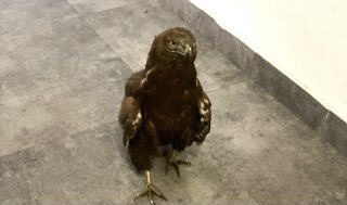 Կարմիր գրքում գրանցված արծիվը տեղափոխվել է Երևանի կենդանաբանական այգի