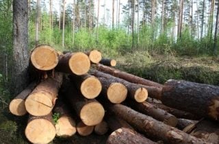 Պարեկները Սյունիքի մարզում բացահայտել են ապօրինի ծառահատման դեպք