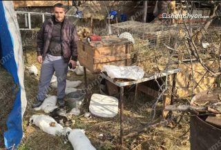 Վարդաշենում թափառող շները խեղդամահ են արել քաղաքացուն պատկանող 18 ճագար