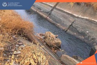 Փրկարարները շանը դուրս են բերել ջրանցքից