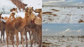 Սաուդյան Արաբիայի անապատում ձյուն է տեղացել