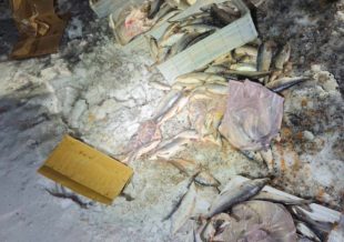 Ջրային պարեկները բացահայտել են սիգի քողարկված տեղափոխման դեպքեր