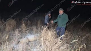 Ջրարփի գյուղում 10 հազար վոլտ էլեկտրալարի կտրվելու հետևանքով հովվի շունն ու գյուղում հայտնված 3 շնագայլերը հոսանքահարվել ու սատկել են
