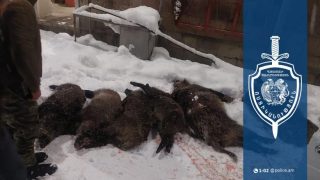 Ապօրինի որսացել էին վայրի խոզեր