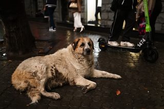 Մահացել է Երևանի լեգենդ Գերդան