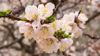 Ծիրանենու ծաղկումն Արարատյան դաշտում սպասվում է մարտի 27-ից ապրիլի 2-ն ընկած ժամանակահատվածում