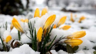 Ի՞նչ ակնկալել մարտից. Սուրենյանը` Սև ծովից եկող ակտիվ ցիկլոնի և «ուշացող» գարնան մասին