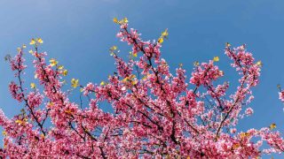 Օդի ջերմաստիճանը կբարձրանա