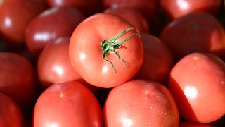 Բժիշկը որոշ մարդկանց խորհուրդ տվել է խուսափել լոլիկ ուտելուց