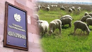 Ոչխարաբուծության և այծաբուծության պետական ծրագրերում փոփոխություններ կկատարվեն