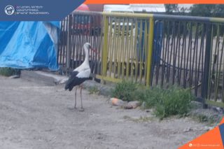 Փրկարարները Երևանում վիրավnր արագիլին դուրս են բերել երթևեկելի հատվածից
