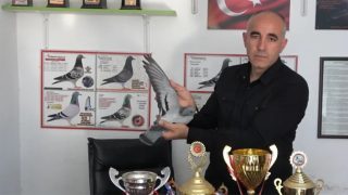 Կարսից բաց թողնված աղավնին դարձել է Միջերկրածովյան ռեգիոնի չեմպիոն