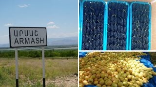 «Թութը թափում ենք՝ հարցը հրատապ է. գյուղի 70 տոկոսը Կառավարությանն է ընտրել, բայց այսօր ունենք պրոբլեմ, ուզում ենք լուծեն». Արմաշի բնակիչ