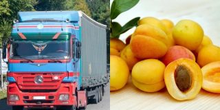 Իսպանիա հասած հայկական ծիրանի ամբողջ խմբաքանակը փչացել է. պիտանի չէ իրացման