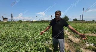 Երասխահուն բնակավայրում գյուղացու քրտինքով աճեցված բերքը հողին է հավասարեցվել