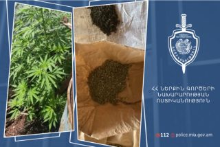 59-ամյա տղամարդու բակում հայտնաբերվել են մշակված կանեփի թփեր և մարիխուանա